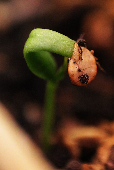 zoom cayenne