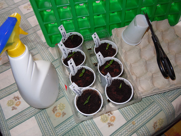 séance repiquage le 15 janvier<br />godets de 20 cl - 2 coups de ciseaux dans le fond du godet pour le drainage.