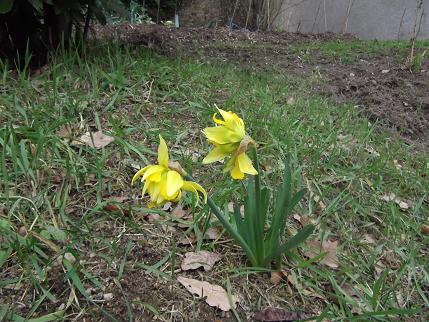 le premier narcisse  est fleuri au potager