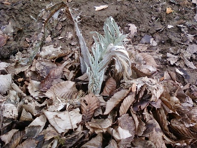 Artichauts 12022011.jpg