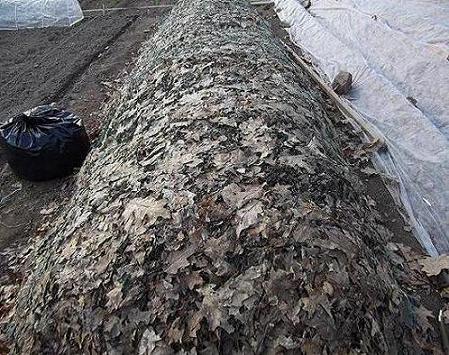 la bute avec les feuilles