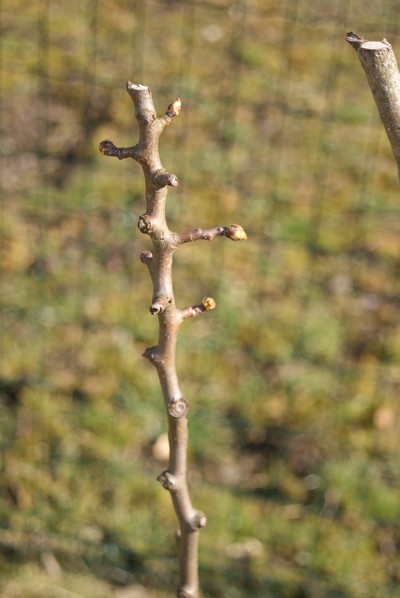 Pommier 002r.jpg