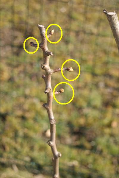 Pommier%20002r.jpg