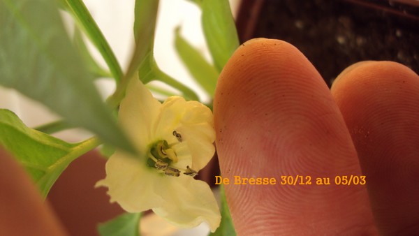 De Bresse_poupo3012_0503.JPG