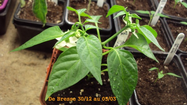de Bresse 3012_0503_1.JPG
