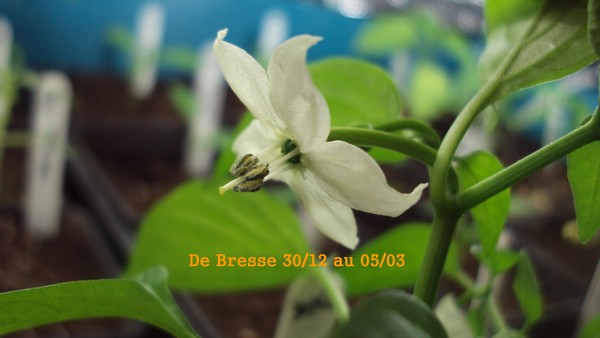 de Bresse 3012_0503_2.JPG