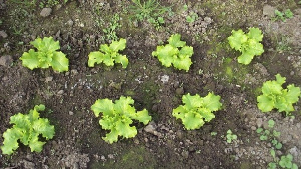les salades achetées en février