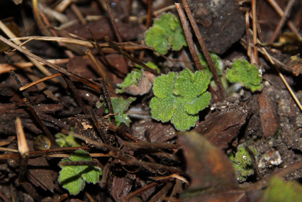 G. renardii