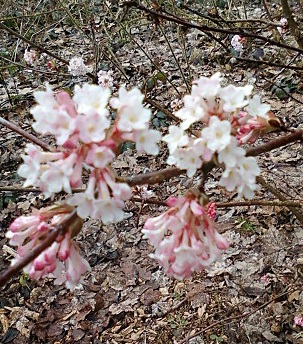 Ribes.jpg