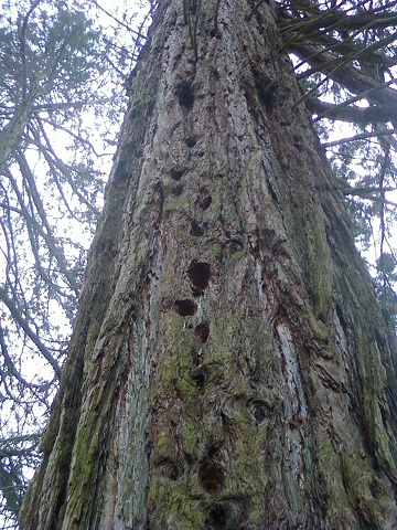 Sequoia tronc.jpg