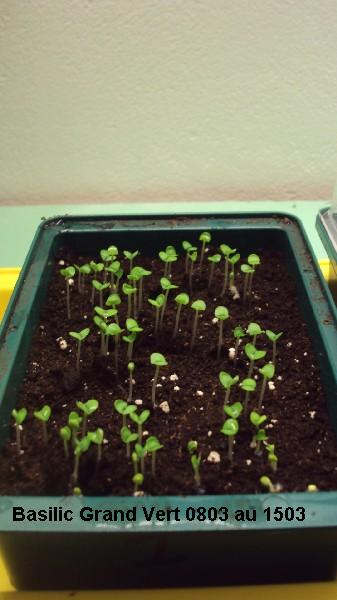 Basilic Grand Vert