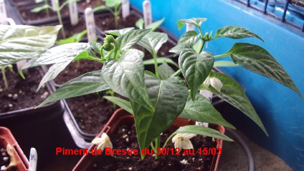 Piment de Bresse