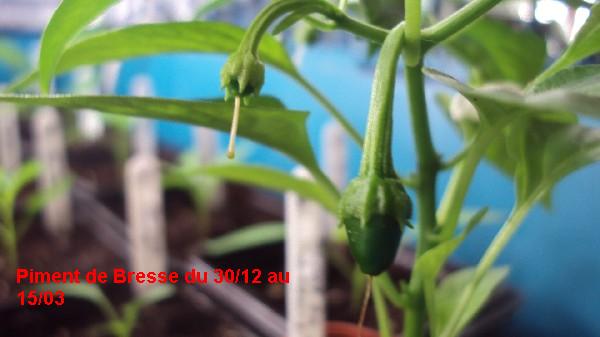 Piment de Bresse