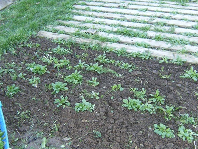 les dernières mâches ( grandes feuilles hollandaises )