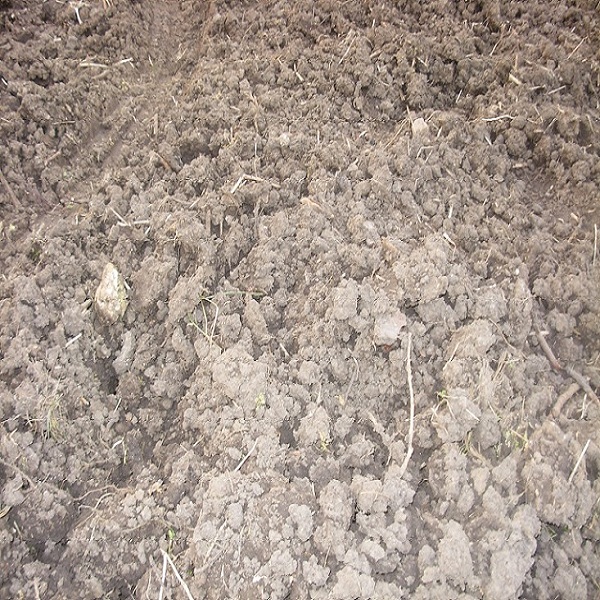 jardin 002.JPG