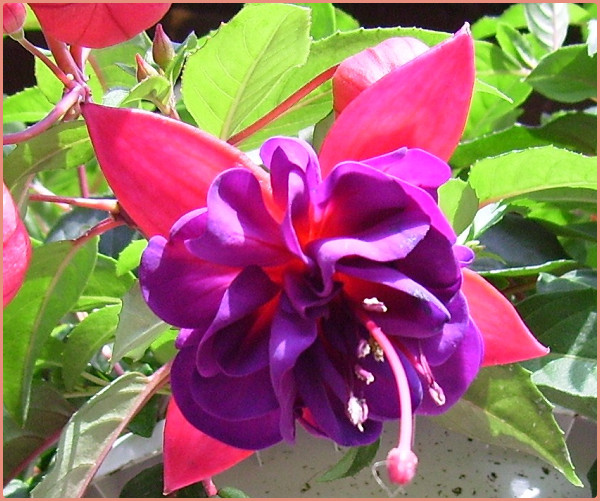 fuschia 18 avril 2010.jpg