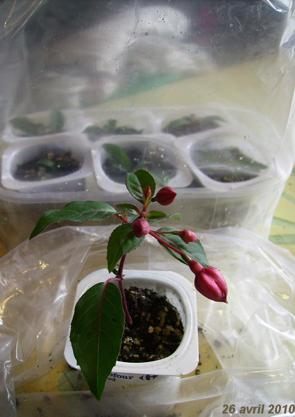 grande bouture fushia 2.jpg